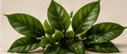 Green Tea Extract